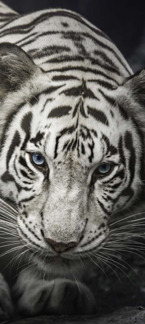 Intense close-up of a White Bengal Tiger staring from behind dark rocks, monochrome...