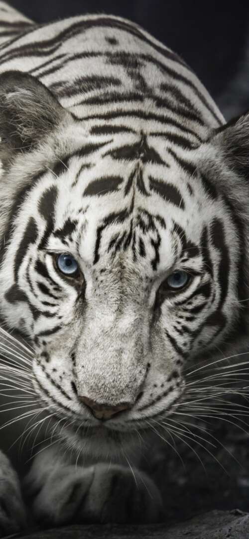 Intense close-up of a White Bengal Tiger staring from behind dark rocks, monochrome... Samsung Galaxy S25 FE hand phone wallpaper