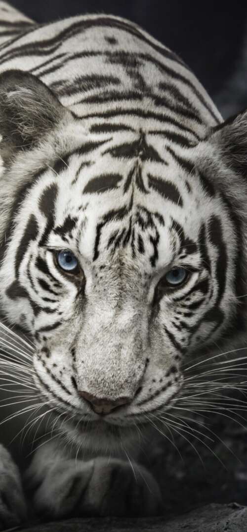 Intense close-up of a White Bengal Tiger staring from behind dark rocks, monochrome... UmiDigi Umidigi X