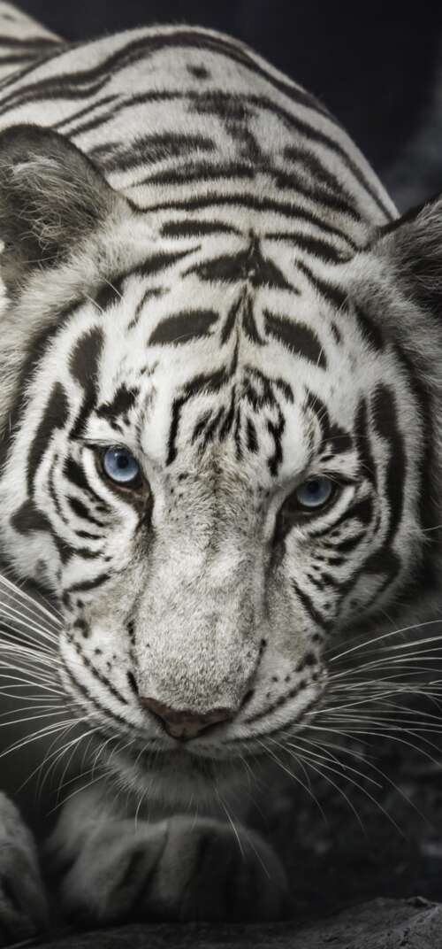 Intense close-up of a White Bengal Tiger staring from behind dark rocks, monochrome... Samsung Galaxy S26 Ultra wallpapers for android