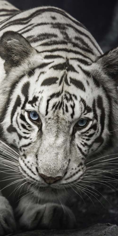 Intense close-up of a White Bengal Tiger staring from behind dark rocks, monochrome... Doogee Fire 3 Ultra cell phone backgrounds free