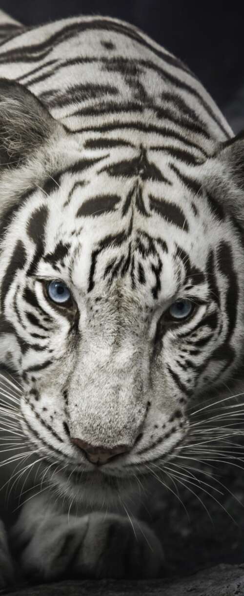 Intense close-up of a White Bengal Tiger staring from behind dark rocks, monochrome... Samsung Galaxy Z Flip7 FE wallpaper