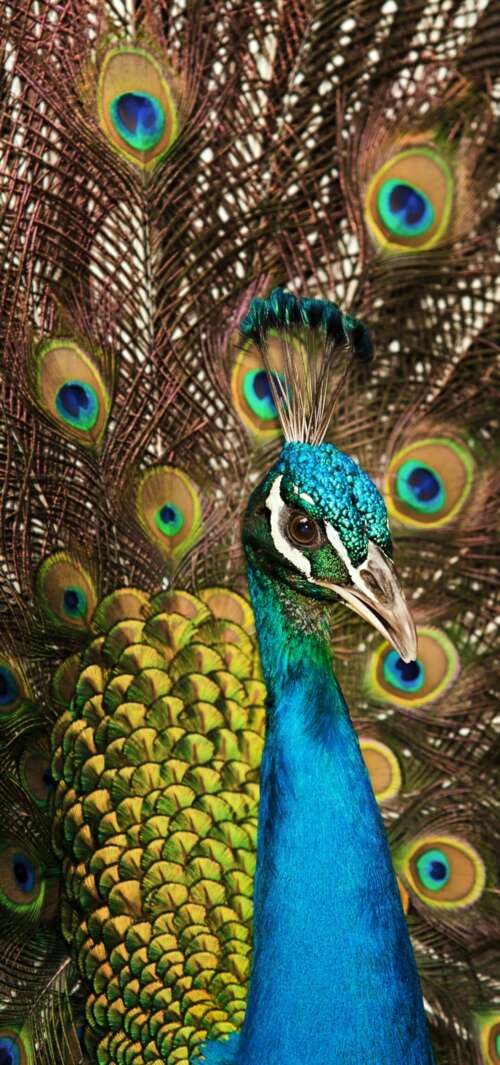 A close-up shot of a peacock displaying its vibrant blue plumage and intricate, colorful... wallpaper