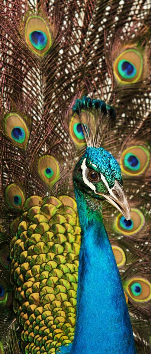 A close-up shot of a peacock displaying its vibrant blue plumage and intricate, colorful... Samsung Galaxy Z TriFold free background images