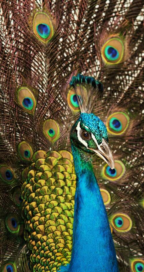 A close-up shot of a peacock displaying its vibrant blue plumage and intricate, colorful... Sharp Aquos C10 free wallpaper