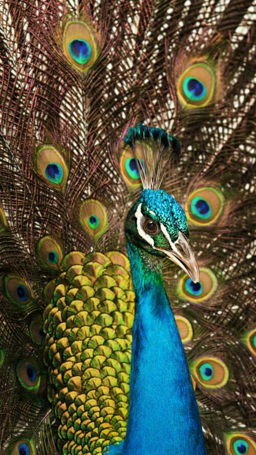 A close-up shot of a peacock displaying its vibrant blue plumage and intricate, colorful... Apple iPhone SE 2022 pictures for wallpaper