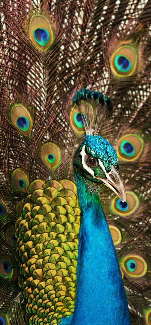 A close-up shot of a peacock displaying its vibrant blue plumage and intricate, colorful... Samsung Galaxy S26 Ultra cell phone backgrounds free