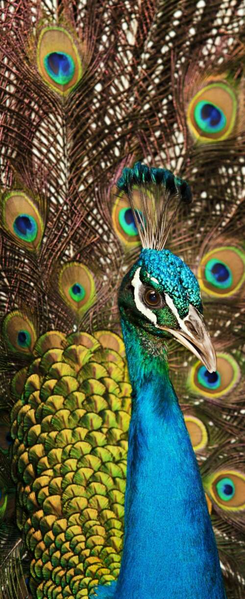 A close-up shot of a peacock displaying its vibrant blue plumage and intricate, colorful... Samsung Galaxy Z Flip7 FE wallpaper download