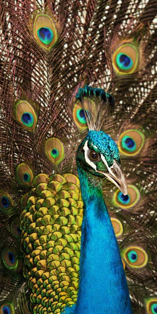 A close-up shot of a peacock displaying its vibrant blue plumage and intricate, colorful... Ulefone Rugking 2 Pro