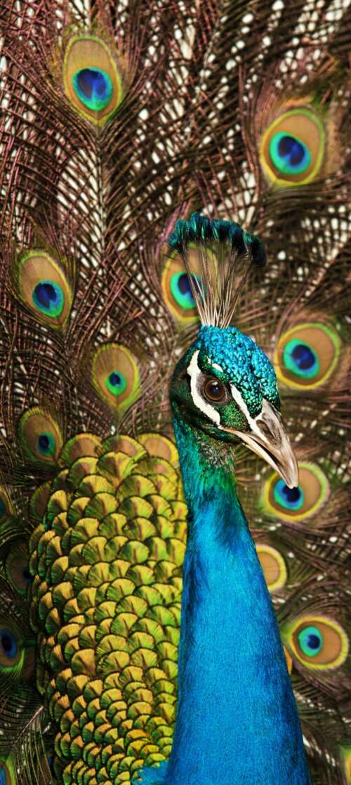 A close-up shot of a peacock displaying its vibrant blue plumage and intricate, colorful... Oukitel C65 free hd wallpapers