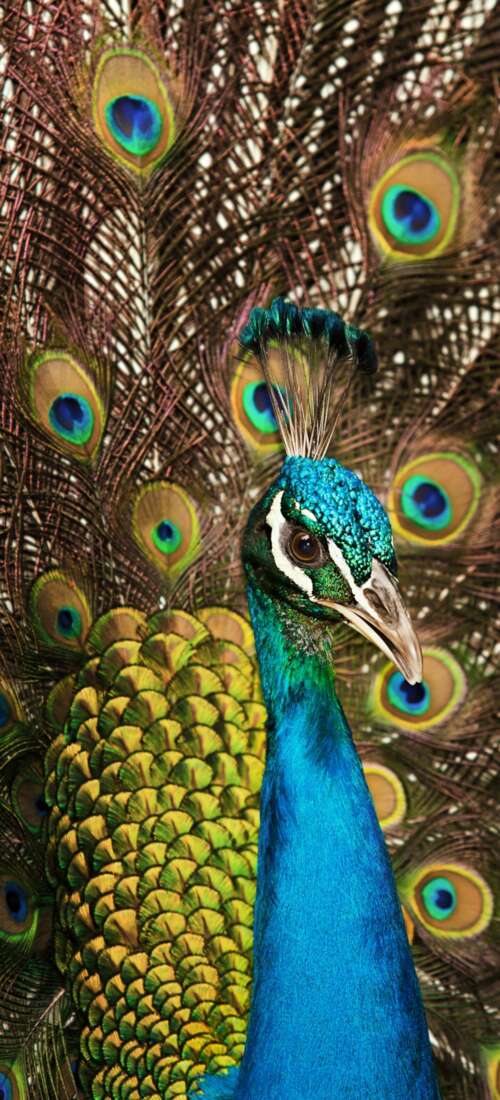 A close-up shot of a peacock displaying its vibrant blue plumage and intricate, colorful... Honor Power2 free background