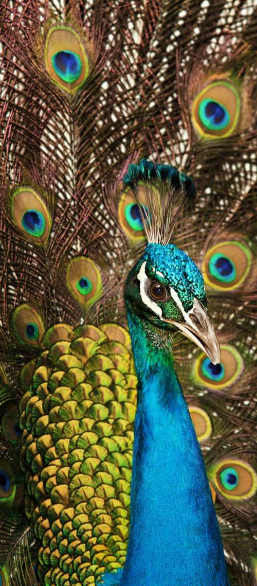 A close-up shot of a peacock displaying its vibrant blue plumage and intricate, colorful... Oukitel WP56 free wallpaper