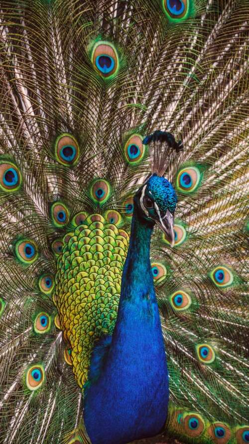 A highly detailed close-up of a peafowl featuring vibrant green and colorful iridescent... Apple iPhone SE 2022 cell phone backgrounds free