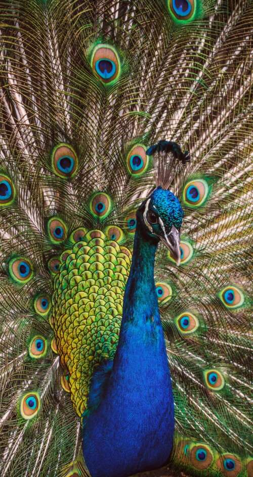 A highly detailed close-up of a peafowl featuring vibrant green and colorful iridescent... Sharp Aquos C10 free background images