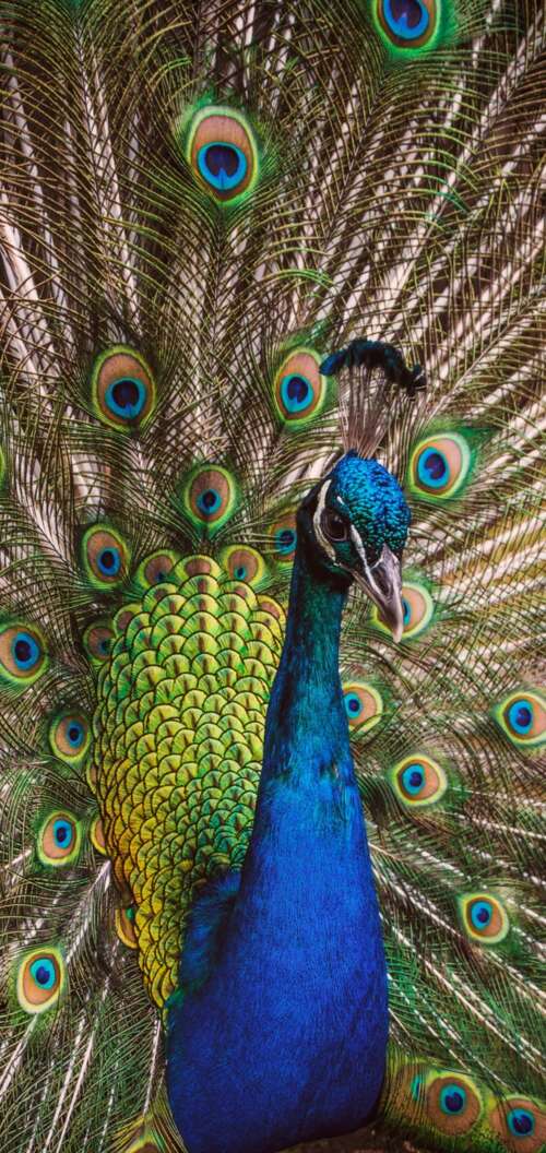 A highly detailed close-up of a peafowl featuring vibrant green and colorful iridescent... Oppo A6x 5G mobile wallpaper