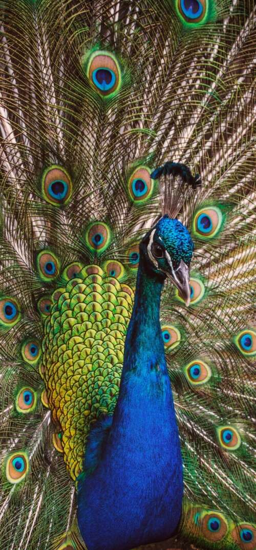A highly detailed close-up of a peafowl featuring vibrant green and colorful iridescent... UmiDigi Umidigi X free background images