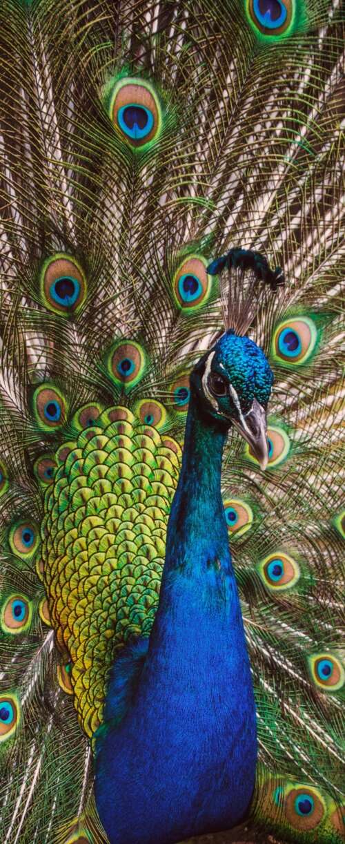 A highly detailed close-up of a peafowl featuring vibrant green and colorful iridescent... Samsung Galaxy Z Flip7 FE download free phone wallpaper
