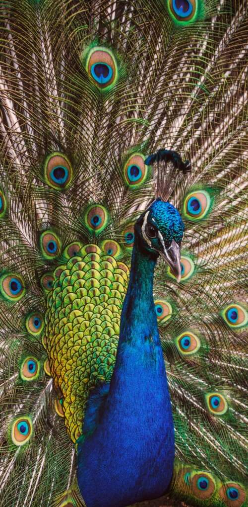 A highly detailed close-up of a peafowl featuring vibrant green and colorful iridescent... Huawei Mate 30 Pro free background images