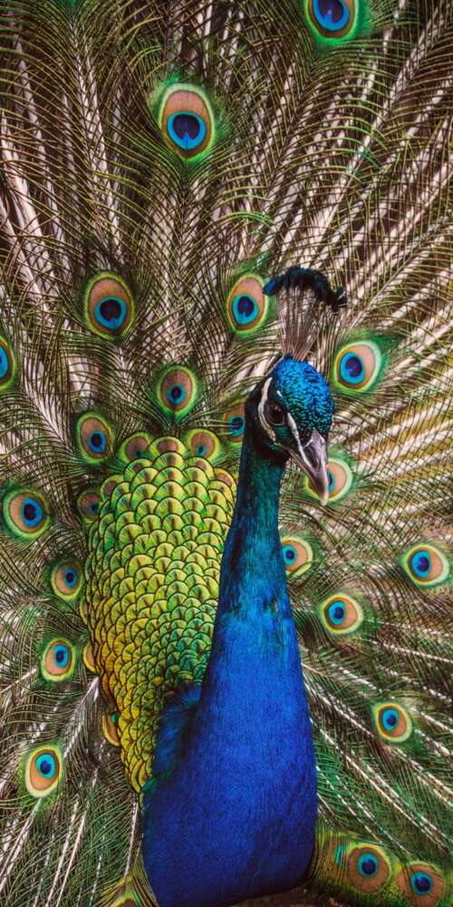 A highly detailed close-up of a peafowl featuring vibrant green and colorful iridescent... Doogee Fire 3 Ultra hd background