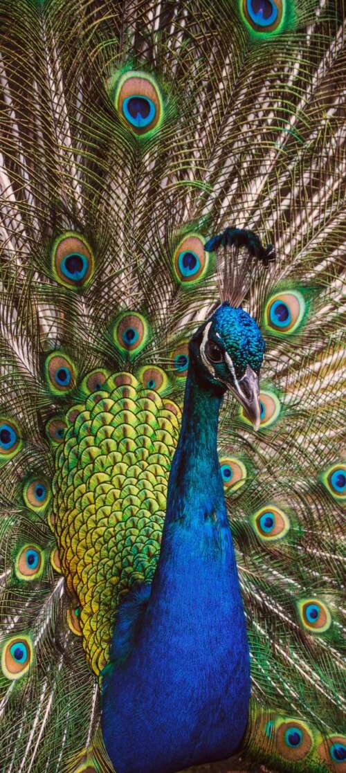 A highly detailed close-up of a peafowl featuring vibrant green and colorful iridescent... Motorola Moto G Stylus (2026) wallpaper images