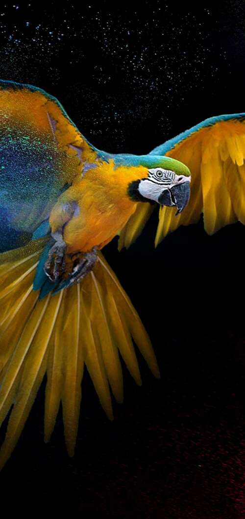 Detailed close-up of a colorful macaw with vibrant feathers and artistic splashes... Oppo A6x 5G background images hd