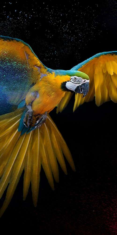 Detailed close-up of a colorful macaw with vibrant feathers and artistic splashes... Doogee Fire 3 Ultra wallpaper download