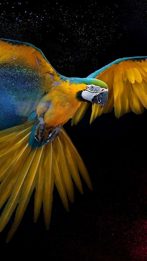 Detailed close-up of a colorful macaw with vibrant feathers and artistic splashes... Apple iPhone SE 2022 wallpaper photo gallery download