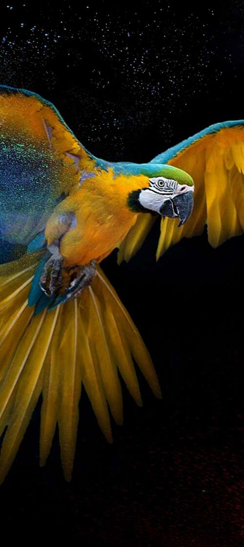 Detailed close-up of a colorful macaw with vibrant feathers and artistic splashes... Motorola Moto G Stylus (2026) wallpapers for android
