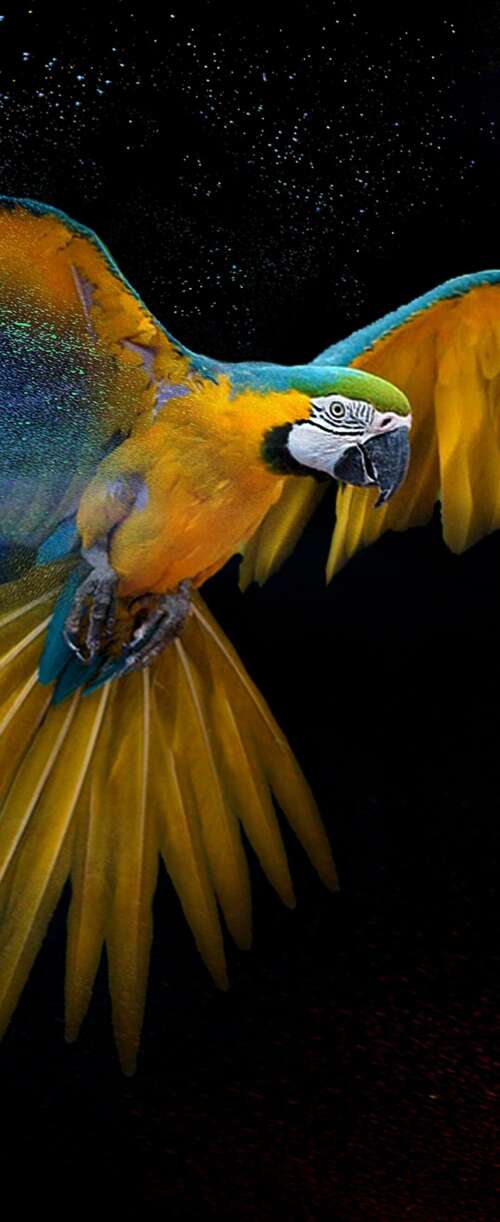 Detailed close-up of a colorful macaw with vibrant feathers and artistic splashes... Samsung Galaxy Z Flip7 FE free background