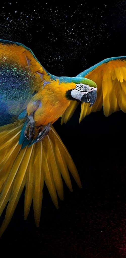 Detailed close-up of a colorful macaw with vibrant feathers and artistic splashes... Huawei Mate 30 Pro high definition wallpaper