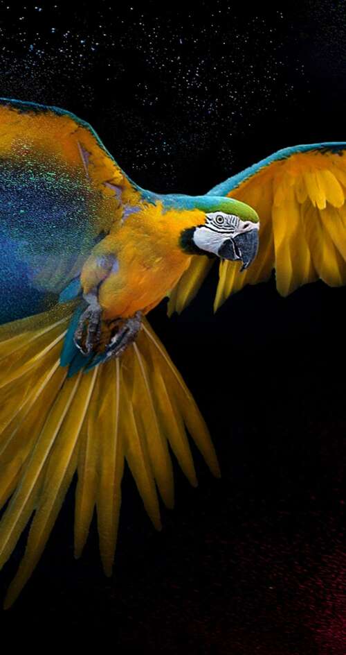 Detailed close-up of a colorful macaw with vibrant feathers and artistic splashes... Sharp Aquos C10 high definition wallpaper