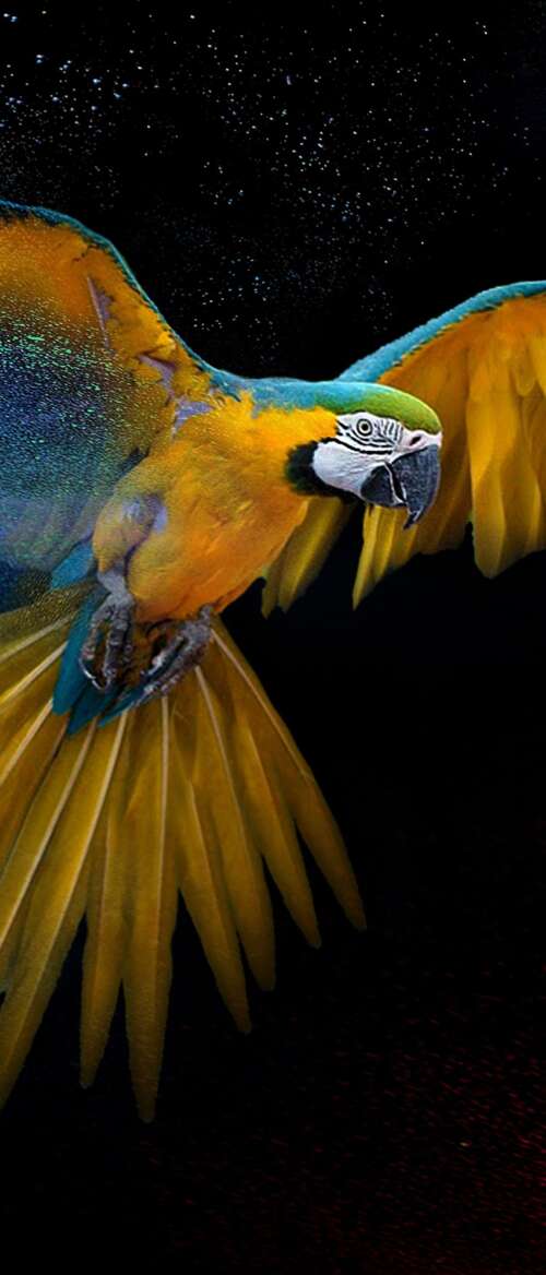 Detailed close-up of a colorful macaw with vibrant feathers and artistic splashes... nubia Flip 3 lock screen wallpaper