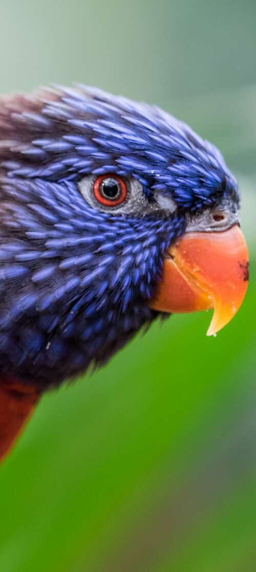 A close-up, colorful Rainbow Lorikeet with a blurred green bokeh background. pictures for wallpaper
