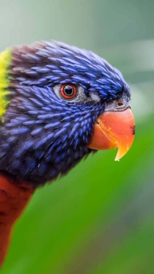A close-up, colorful Rainbow Lorikeet with a blurred green bokeh background. Apple iPhone SE 2022 download free wallpaper for phone
