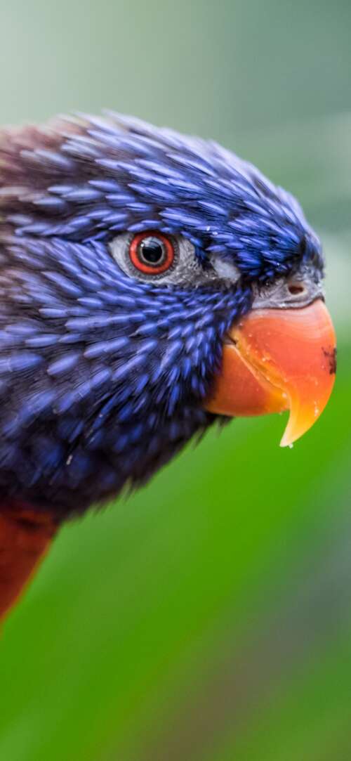 A close-up, colorful Rainbow Lorikeet with a blurred green bokeh background. Xiaomi Redmi 15 4G hd background
