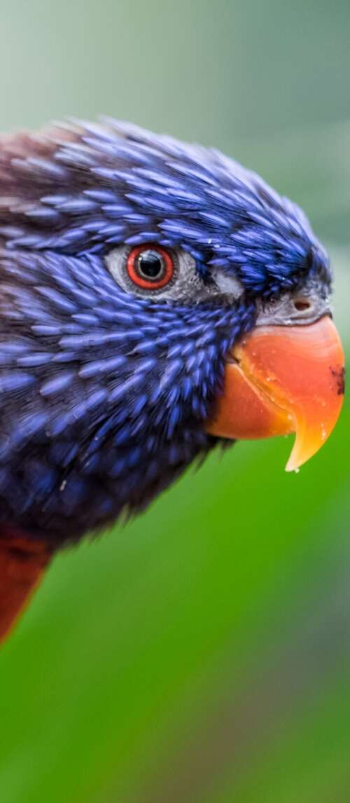 A close-up, colorful Rainbow Lorikeet with a blurred green bokeh background. Xiaomi Redmi 14C 5G free background