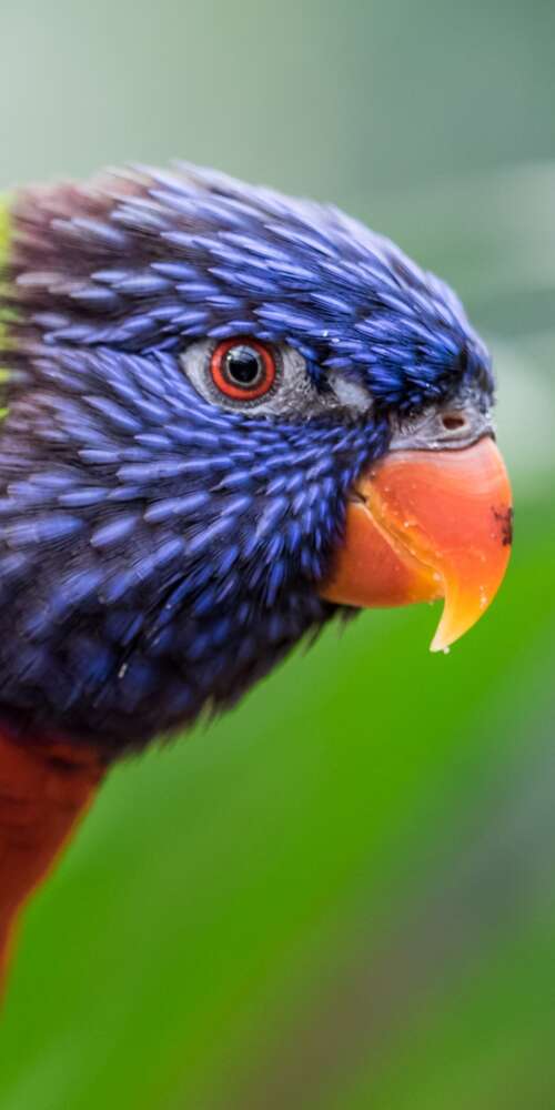 A close-up, colorful Rainbow Lorikeet with a blurred green bokeh background. Doogee Fire 3 Ultra wallpaper photo gallery download