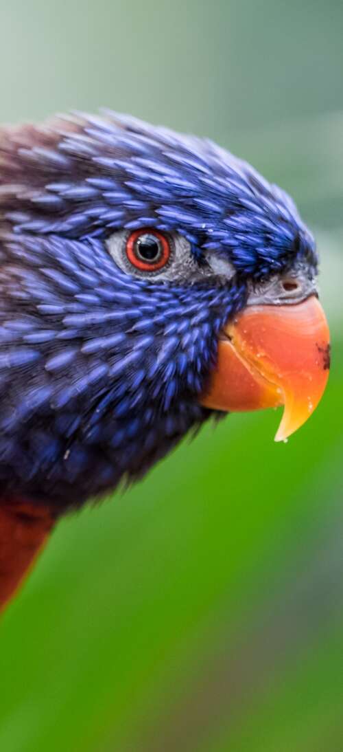 A close-up, colorful Rainbow Lorikeet with a blurred green bokeh background. realme GT 7T free background
