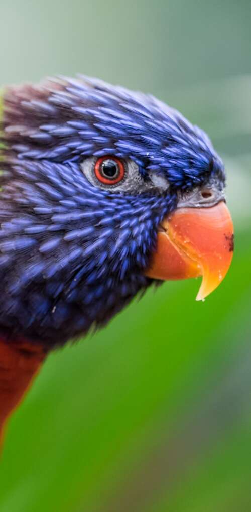 A close-up, colorful Rainbow Lorikeet with a blurred green bokeh background. Huawei Mate 30 Pro download free phone wallpaper
