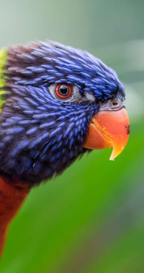 A close-up, colorful Rainbow Lorikeet with a blurred green bokeh background. Sharp Aquos C10 download free phone wallpaper
