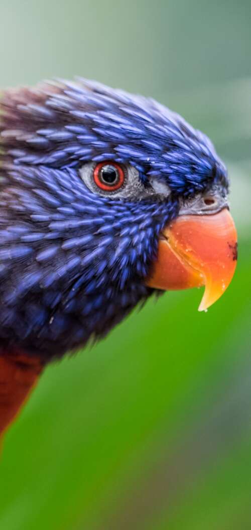 A close-up, colorful Rainbow Lorikeet with a blurred green bokeh background. Oppo A6x 5G lock screen wallpaper