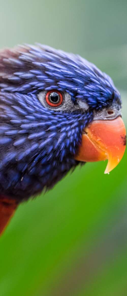 A close-up, colorful Rainbow Lorikeet with a blurred green bokeh background. nubia Flip 3 wallpaper download