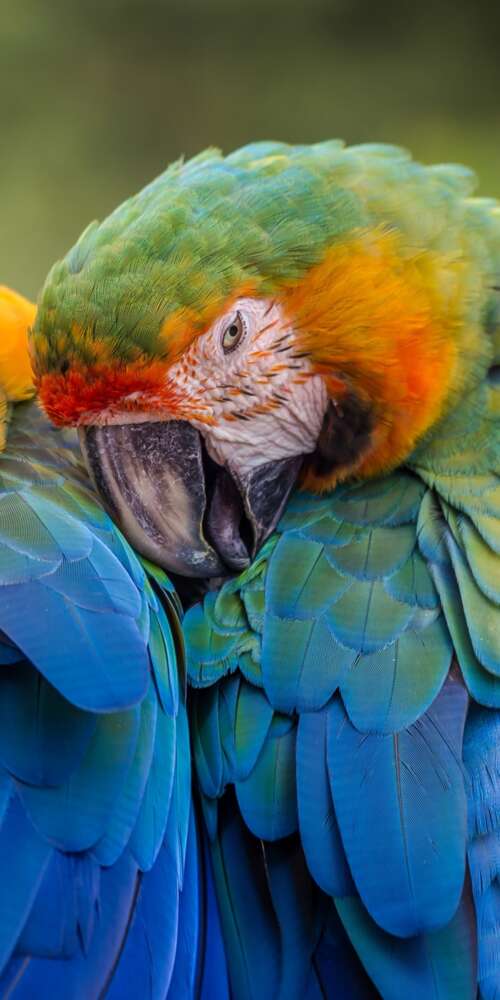 A collection of brightly colored tropical birds perched on branches amidst lush green... Doogee Fire 3 Ultra free background