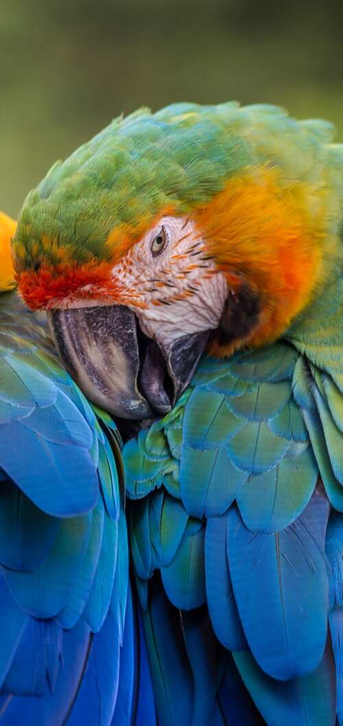 A collection of brightly colored tropical birds perched on branches amidst lush green... Oppo A6 hd background