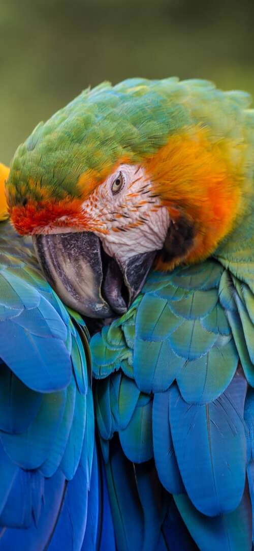 A collection of brightly colored tropical birds perched on branches amidst lush green... Samsung Galaxy S25 FE high definition wallpaper