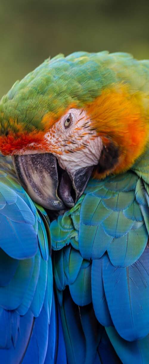 A collection of brightly colored tropical birds perched on branches amidst lush green... Samsung Galaxy Z Flip7 FE wallpaper images