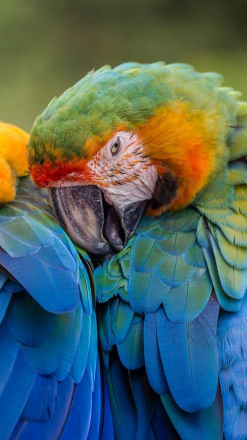 A collection of brightly colored tropical birds perched on branches amidst lush green... Apple iPhone SE 2022 mobile wallpaper