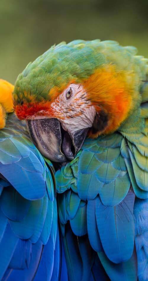 A collection of brightly colored tropical birds perched on branches amidst lush green... Sharp Aquos C10 pictures for wallpaper