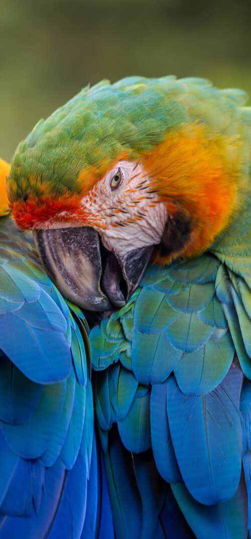 A collection of brightly colored tropical birds perched on branches amidst lush green... Samsung Galaxy S26 Ultra free hd wallpapers