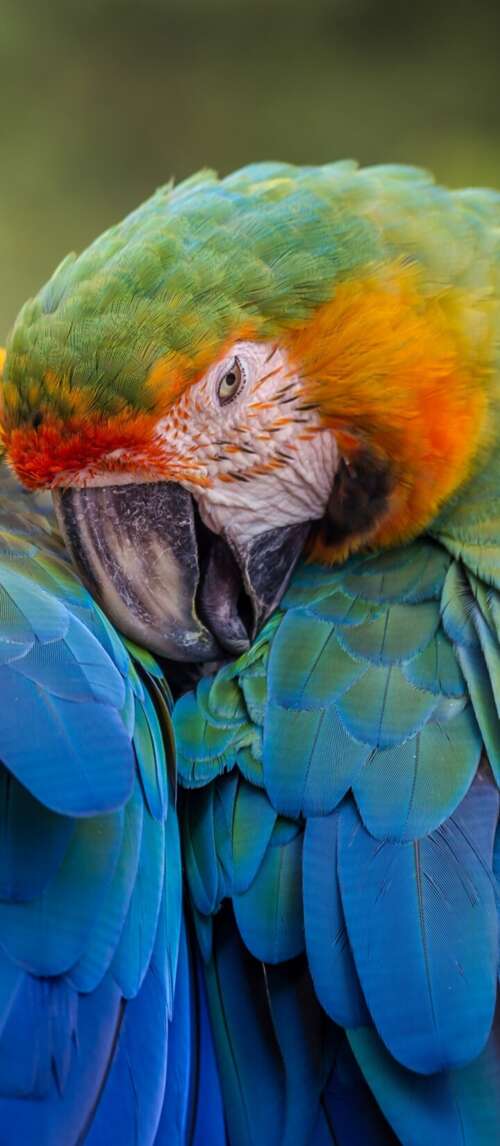A collection of brightly colored tropical birds perched on branches amidst lush green... Xiaomi Redmi 14C 5G wallpaper